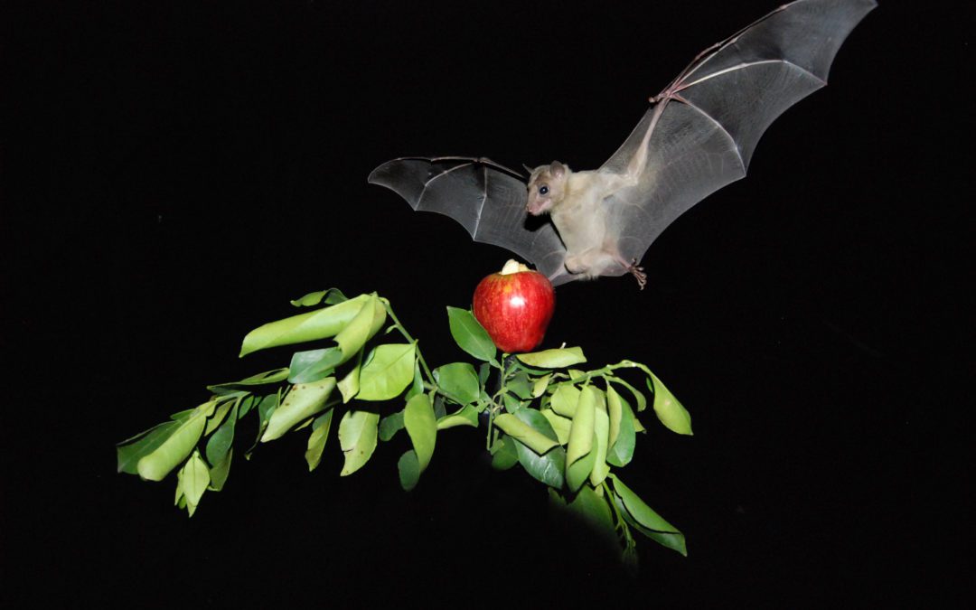 Los murciélagos se orientan como los humanos, según un estudio de la Universidad de Tel Aviv