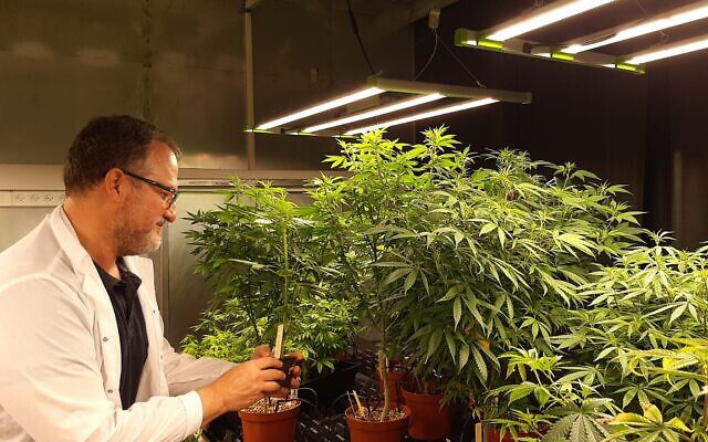 Empresa israelí crea la súper semilla de cannabis usando tecnología genética