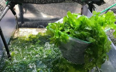 ¿Pueden las algas detener el contagio del coronavirus?, según un estudio israelí sí