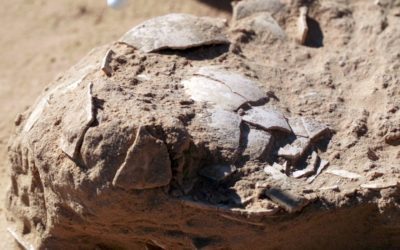 Tortilla prehistórica en Israel, hallados huevos de avestruz de hace 4 milenios